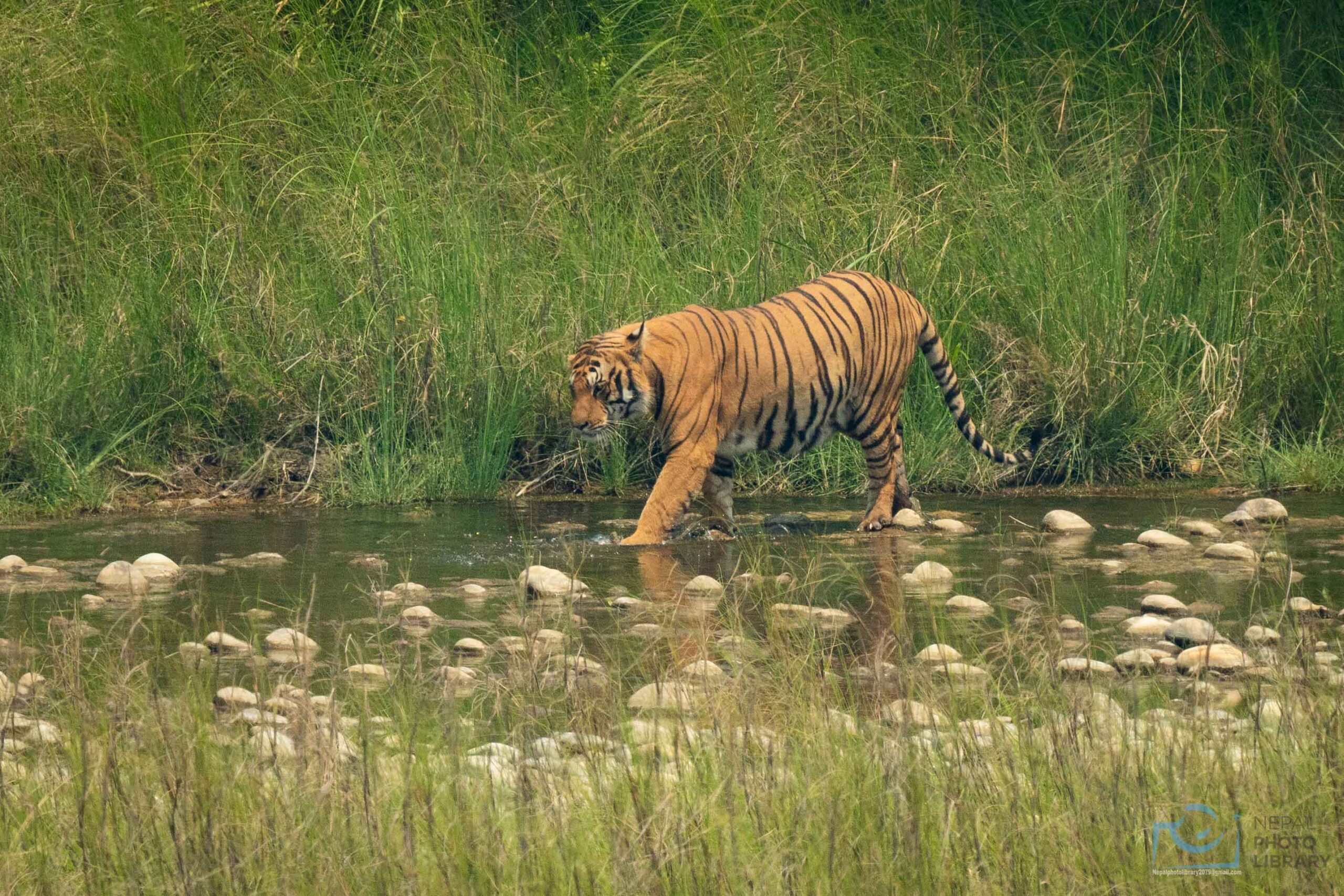 बर्दियामा बाघ हेर्ने पर्यटकको चहलपहल भिड बढ्यो